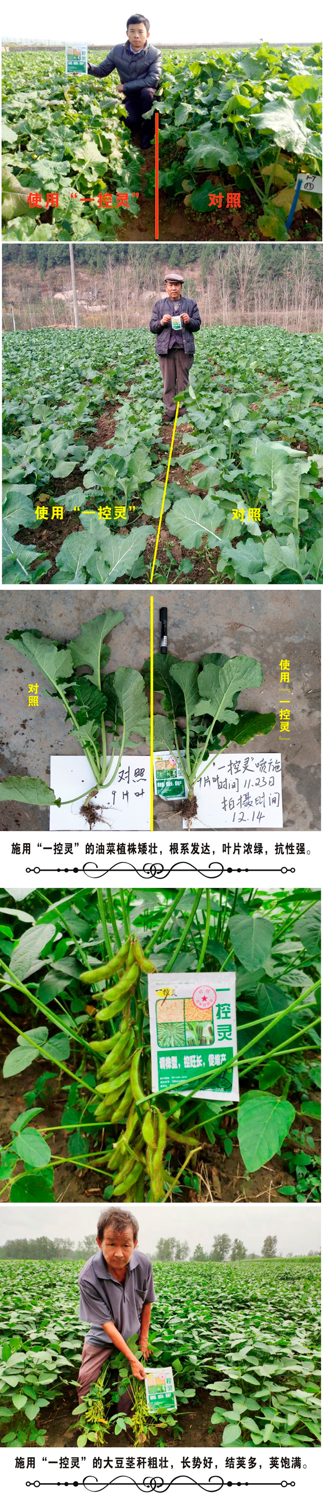 一控灵结荚.jpg